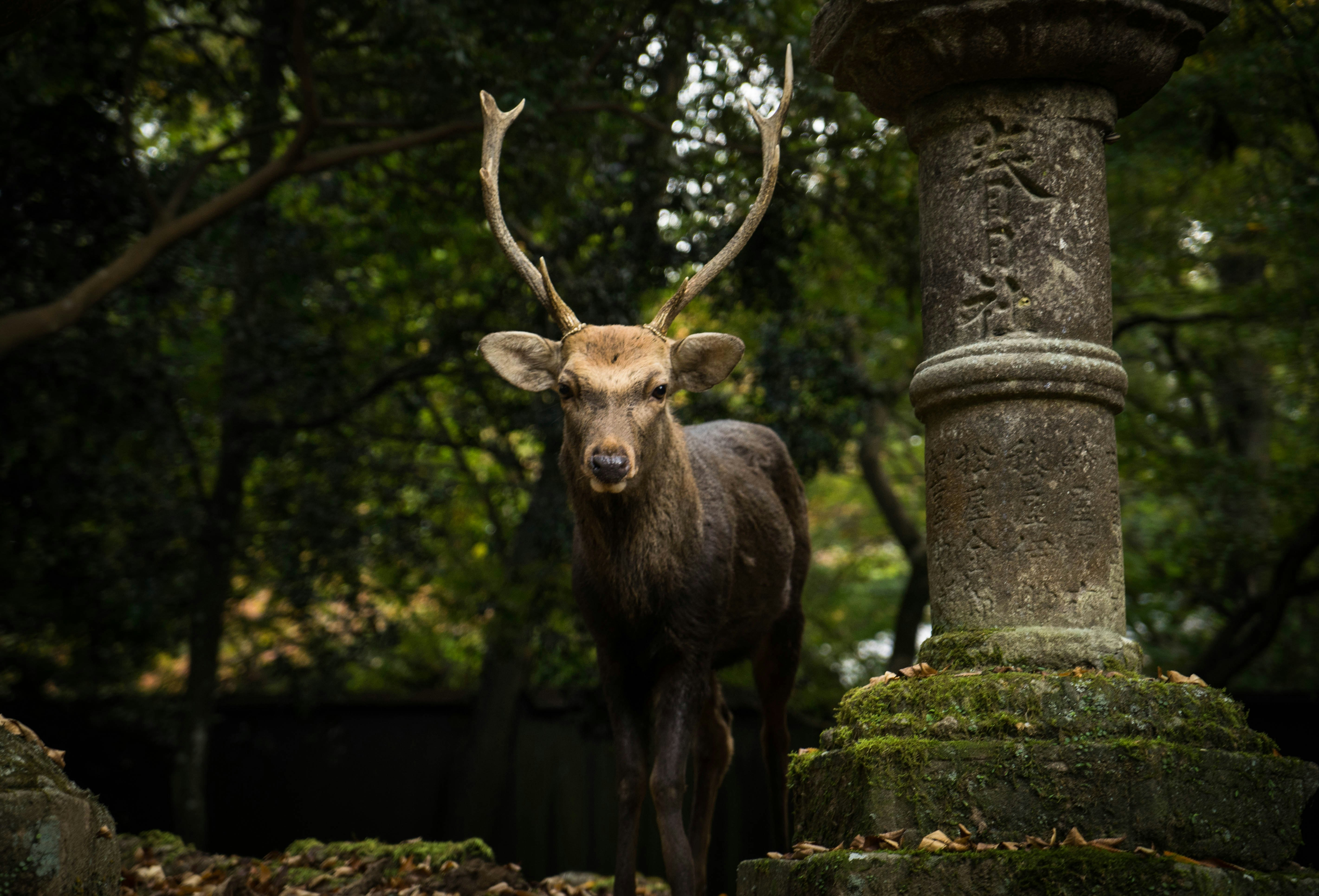 black deer standing beside post